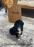 Rowan , a male Miniature Bernedoodle for sale in Arthur, IL – Photo 4 of 7