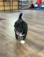 Rowan , a male Miniature Bernedoodle for sale in Arthur, IL – Photo 1 of 7