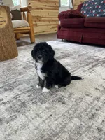 Rowan , a male Miniature Bernedoodle for sale in Arthur, IL – Photo 6 of 7