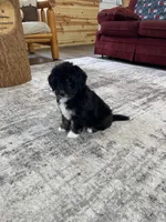 Rowan , a male Miniature Bernedoodle for sale in Arthur, IL – Photo 7 of 7