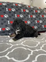 Rowan , a male Miniature Bernedoodle for sale in Arthur, IL – Photo 5 of 7