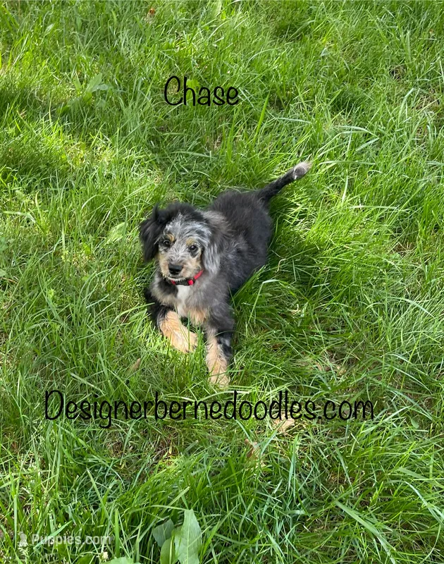 Chase F1b Tiny – Miniature Bernedoodle puppy for sale in Arthur, IL