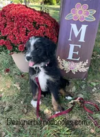 Iris Mini, a female Miniature Bernedoodle for sale in Arthur, IL – 3 of 5