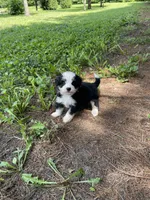 Kade Mini, a male Miniature Bernedoodle for sale in Arthur, IL – 5 of 5