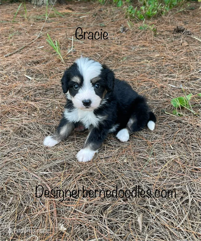Gracie Mini – Miniature Bernedoodle puppy for sale in Arthur, IL
