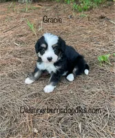 Gracie Mini, a female Miniature Bernedoodle for sale in Arthur, IL – 1 of 5