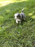 Faye Mini, a female Miniature Bernedoodle for sale in Arthur, IL – 5 of 8