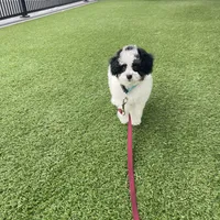 Karina F1b tiny, a female Miniature Bernedoodle for sale in Arthur, IL – Photo 7 of 7