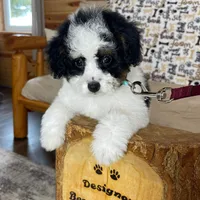 Karina F1b tiny, a female Miniature Bernedoodle for sale in Arthur, IL – Photo 2 of 7