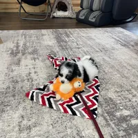 Karina F1b tiny, a female Miniature Bernedoodle for sale in Arthur, IL – Photo 5 of 7