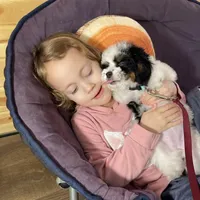 Karina F1b tiny, a female Miniature Bernedoodle for sale in Arthur, IL – Photo 3 of 7