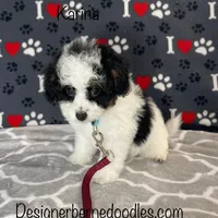Karina F1b tiny, a female Miniature Bernedoodle for sale in Arthur, IL – Photo 1 of 7
