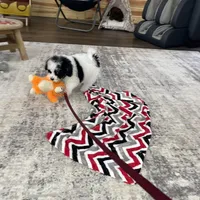 Karina F1b tiny, a female Miniature Bernedoodle for sale in Arthur, IL – Photo 4 of 7