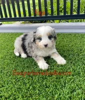 Faye Mini, a female Miniature Bernedoodle for sale in Arthur, IL – 3 of 8