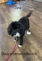 Jane F1b tiny, a female Miniature Bernedoodle for sale in Arthur, IL – 4 of 8