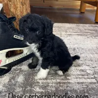 Hope F1b tiny, a female Miniature Bernedoodle for sale in Arthur, IL – Photo 2 of 4