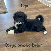 Hope F1b tiny, a female Miniature Bernedoodle for sale in Arthur, IL – Photo 1 of 4