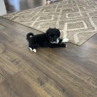 Hope F1b tiny, a female Miniature Bernedoodle for sale in Arthur, IL – Photo 4 of 4