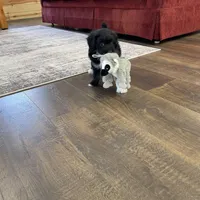 Hope F1b tiny, a female Miniature Bernedoodle for sale in Arthur, IL – Photo 3 of 4