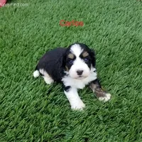 Mini Bernedo, a  Miniature Bernedoodle for sale in Arthur, IL – Photo 3 of 5