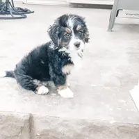 Mini Bernedo, a  Miniature Bernedoodle for sale in Arthur, IL – Photo 4 of 5