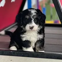 Mini Bernedo, a  Miniature Bernedoodle for sale in Arthur, IL – Photo 1 of 5
