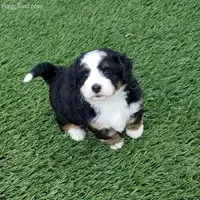 Mini Bernedo, a  Miniature Bernedoodle for sale in Arthur, IL – Photo 2 of 5