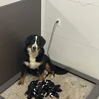 Mini Bernedo, a  Miniature Bernedoodle for sale in Arthur, IL – Photo 5 of 5