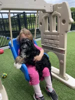 Quinta, a female Bernedoodle for sale in Arthur, IL – 7 of 8