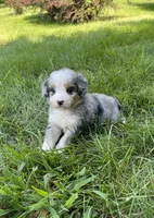 Faye Mini, a female Miniature Bernedoodle for sale in Arthur, IL – 4 of 8