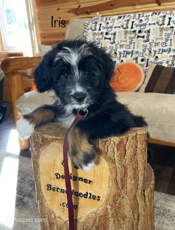 Iris Mini – Miniature Bernedoodle puppy for sale in Arthur, IL