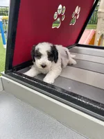 Calvin Tiny, a female Miniature Bernedoodle for sale in Arthur, IL – 5 of 6