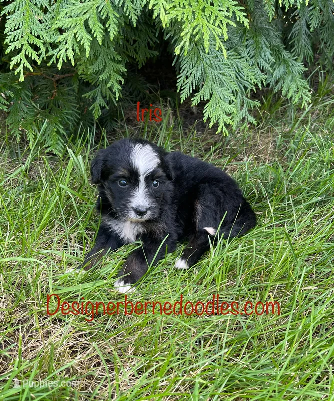Iris Mini – Miniature Bernedoodle puppy for sale in Arthur, IL