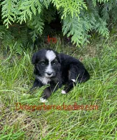 Iris Mini, a female Miniature Bernedoodle for sale in Arthur, IL – 1 of 6