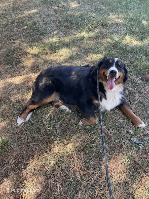 Missy – Bernese Mountain Dog puppy for sale in Arthur, IL