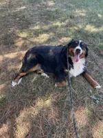 Missy, a female Bernese Mountain Dog for sale in Arthur, IL – 2 of 4