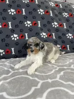 Bryson F1b Tiny, a male Miniature Bernedoodle for sale in Arthur, IL – Photo 5 of 5