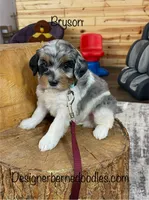 Bryson F1b Tiny, a male Miniature Bernedoodle for sale in Arthur, IL – Photo 2 of 5