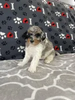 Bryson F1b Tiny, a male Miniature Bernedoodle for sale in Arthur, IL – Photo 3 of 5