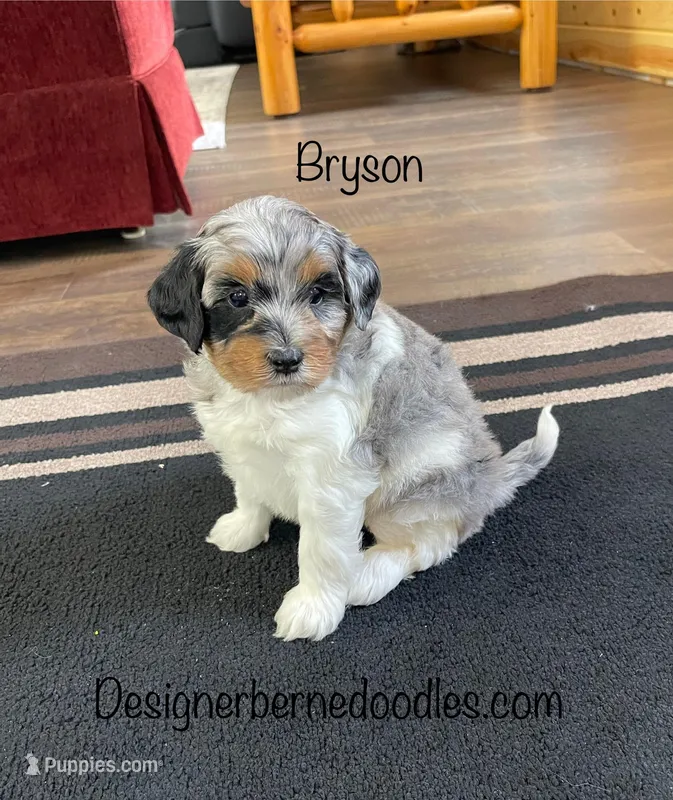 Bryson F1b Tiny