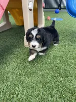 Yanis Mini, a male Miniature Bernedoodle for sale in Arthur, IL – 5 of 6