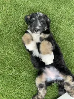 Quinta, a female Bernedoodle for sale in Arthur, IL – 6 of 8
