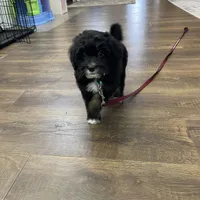 Lana Tiny, a female Miniature Bernedoodle for sale in Arthur, IL – Photo 3 of 7