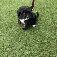 Lana Tiny, a female Miniature Bernedoodle for sale in Arthur, IL – Photo 7 of 7