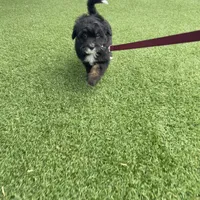 Lana Tiny, a female Miniature Bernedoodle for sale in Arthur, IL – Photo 5 of 7