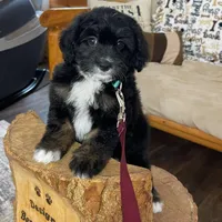 Lana Tiny, a female Miniature Bernedoodle for sale in Arthur, IL – Photo 1 of 7