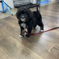 Lana Tiny, a female Miniature Bernedoodle for sale in Arthur, IL – Photo 4 of 7