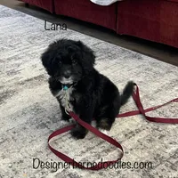 Lana Tiny, a female Miniature Bernedoodle for sale in Arthur, IL – Photo 2 of 7