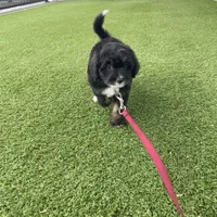 Lana Tiny, a female Miniature Bernedoodle for sale in Arthur, IL – Photo 6 of 7