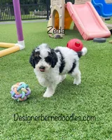 Zelda Tiny/Toy, a female Miniature Bernedoodle for sale in Arthur, IL – 4 of 5
